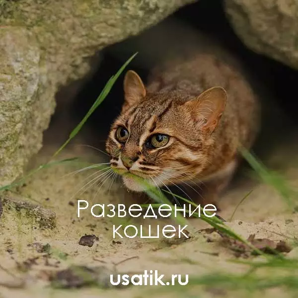 Разведение ржавых кошек