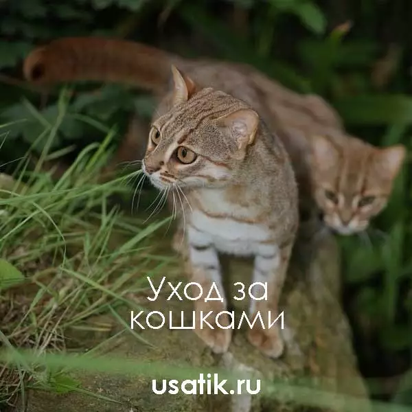 Уход за ржавыми кошками