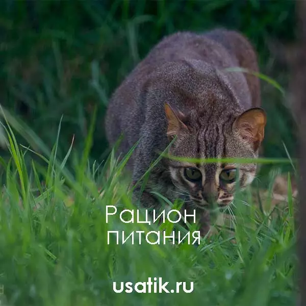 Рацион питания ржавых кошек
