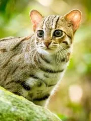 Ржавая кошка