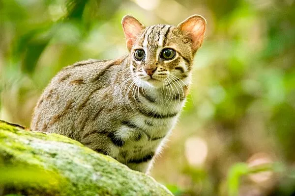 Ржавая кошка