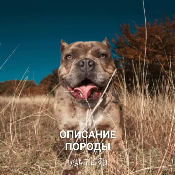 Американский булли - описание породы