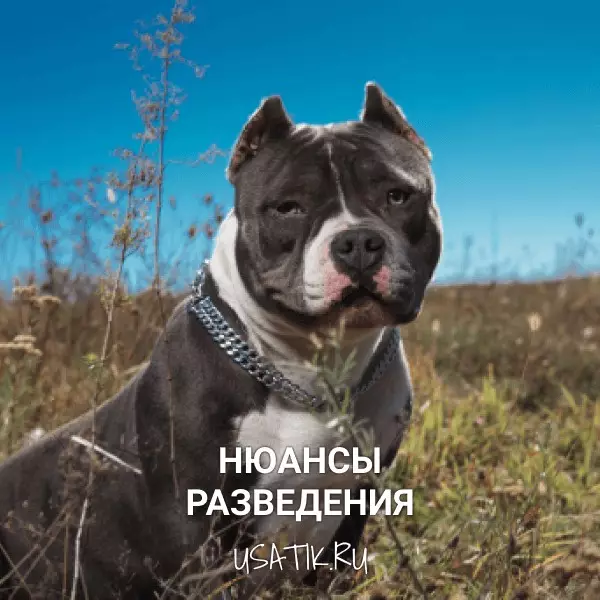 Разведение американских булли