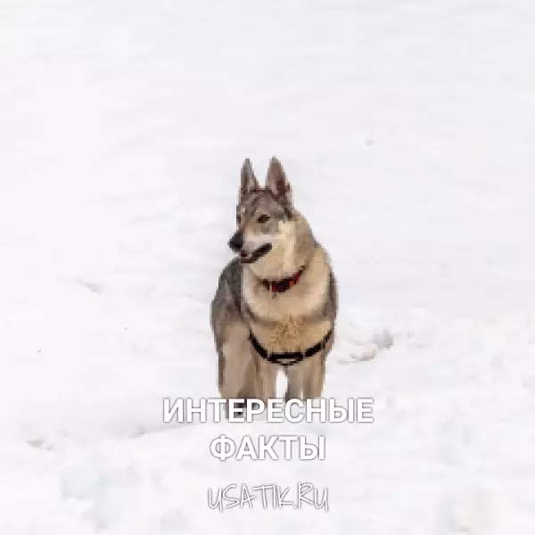 Интересные факты о чехословацких волчьих собаках