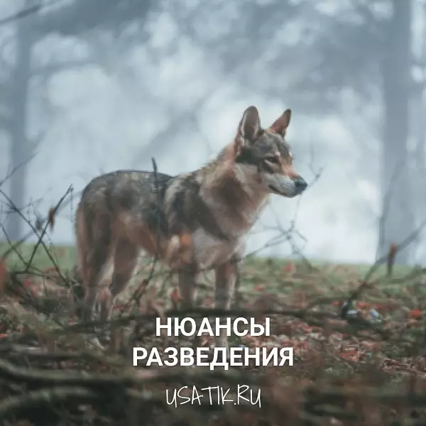 Разведение чехословацких волчьих собак