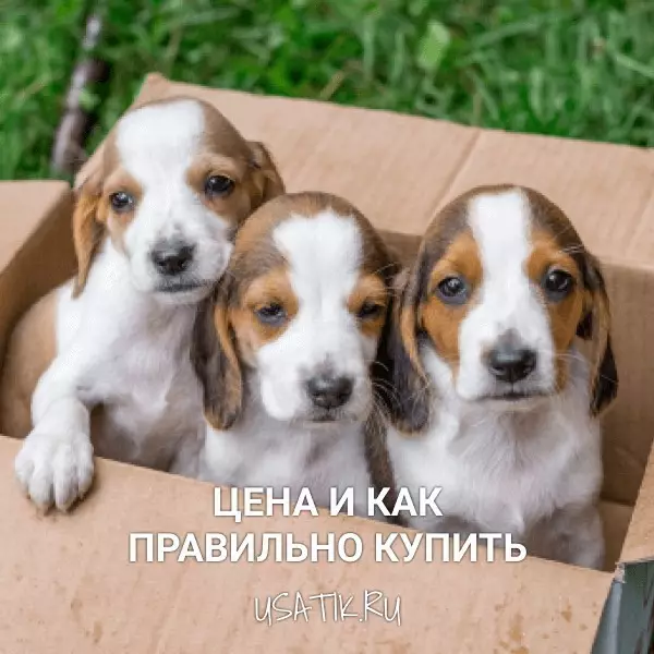 Эстонская гончая - цена и как правильно купить