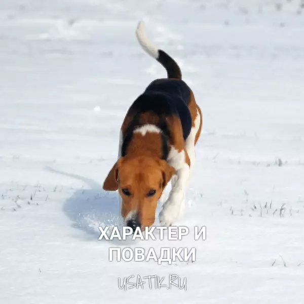 Характер и повадки эстонских гончих