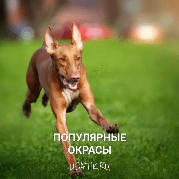 Популярные окрасы фараоновых собак