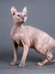 Сфинкс