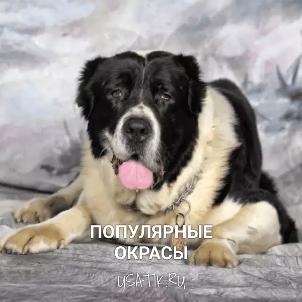 Популярные окрасы среднеазиатских овчарок
