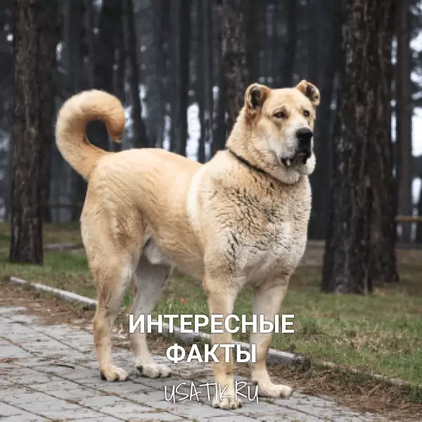 Интересные факты о среднеазиатских овчарках