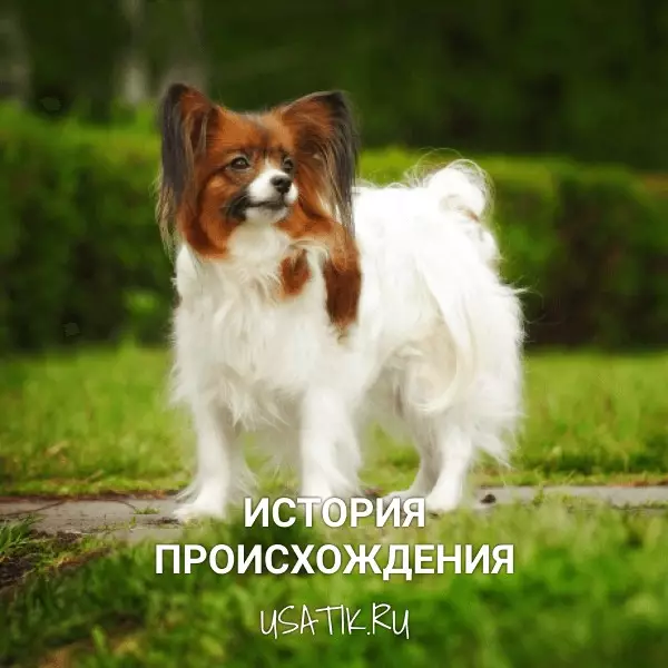 История происхождения папильонов