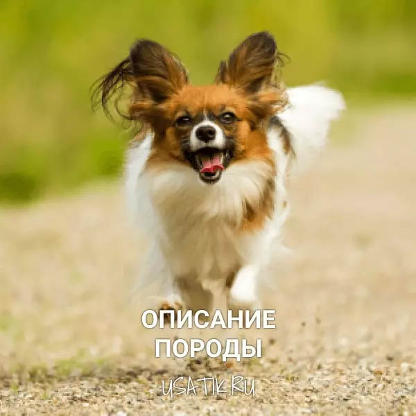 Папильон - описание породы