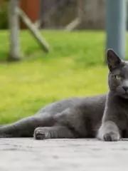 Русская голубая кошка