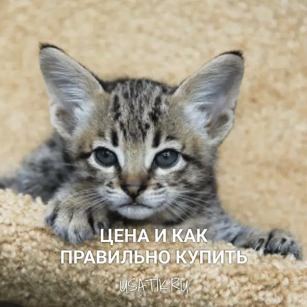 Саванна - цена и как правильно купить