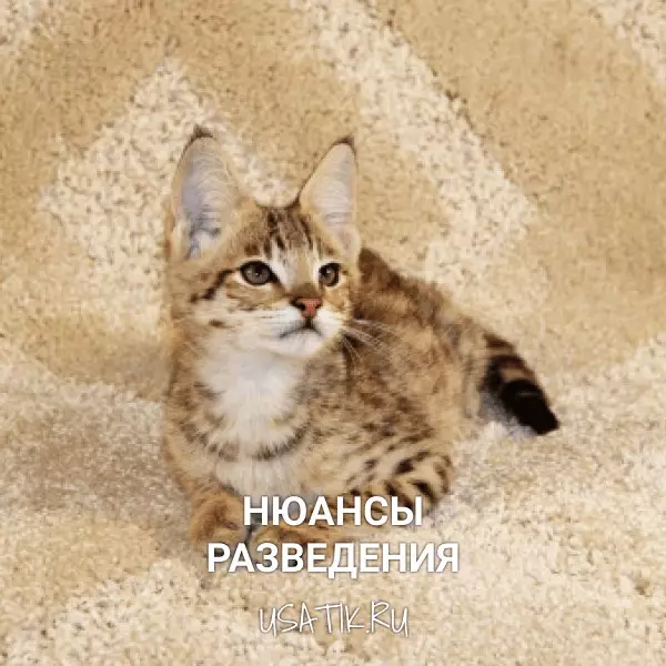 Разведение саванн