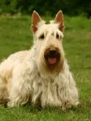 Скотчтерьер