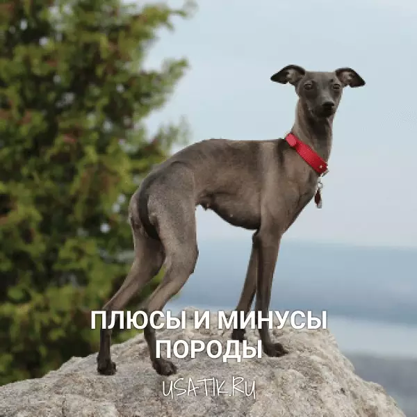 Плюсы и минусы левреток