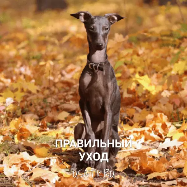Уход за левретками