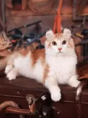 Американский керл