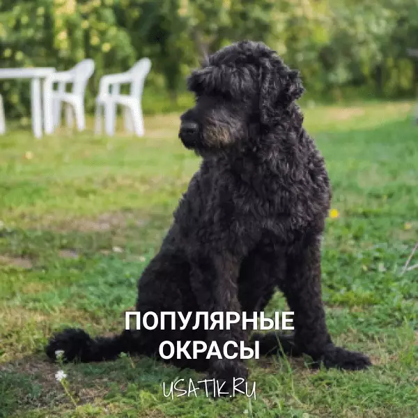 Популярные окрасы черных терьеров