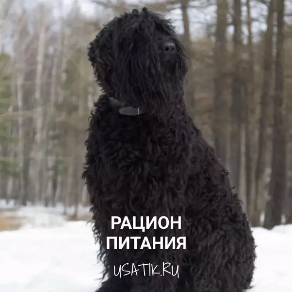 Рацион питания черных терьеров