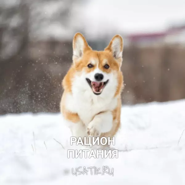 Рацион питания вельш-корги