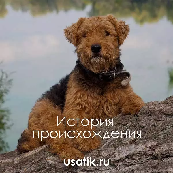 История происхождения вельштерьеров