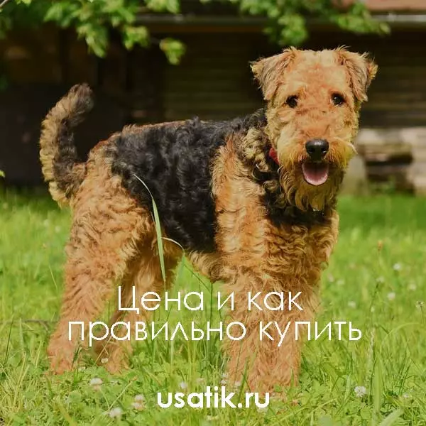 Вельштерьер - цена и как правильно купить