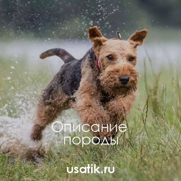 Вельштерьер - описание породы