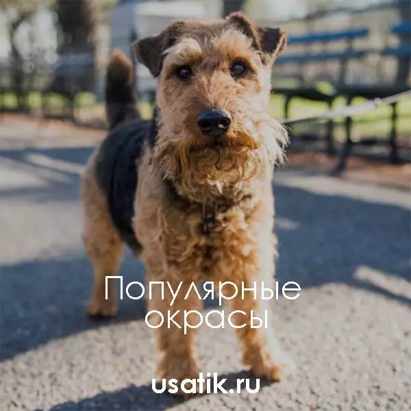 Популярные окрасы вельштерьеров