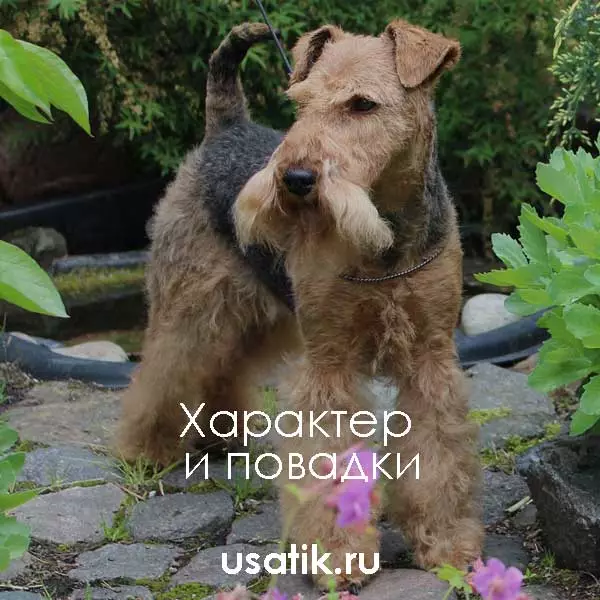 Характер и повадки вельштерьеров