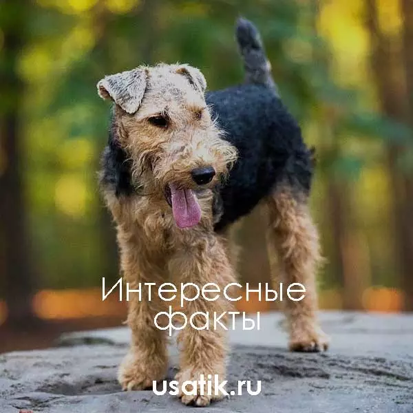 Интересные факты о вельштерьерах