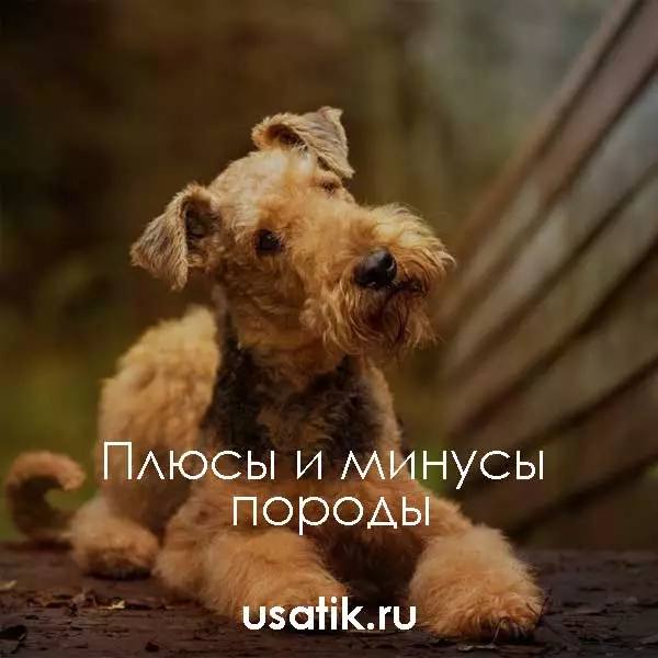 Плюсы и минусы вельштерьеров
