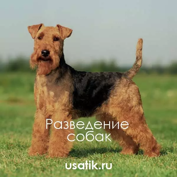 Разведение вельштерьеров