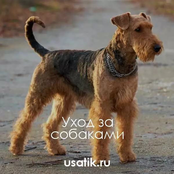 Уход за вельштерьерами