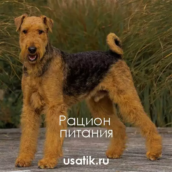 Рацион питания вельштерьера