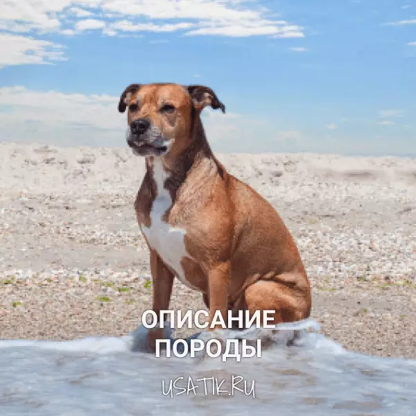 Американский питбультерьер - описание породы