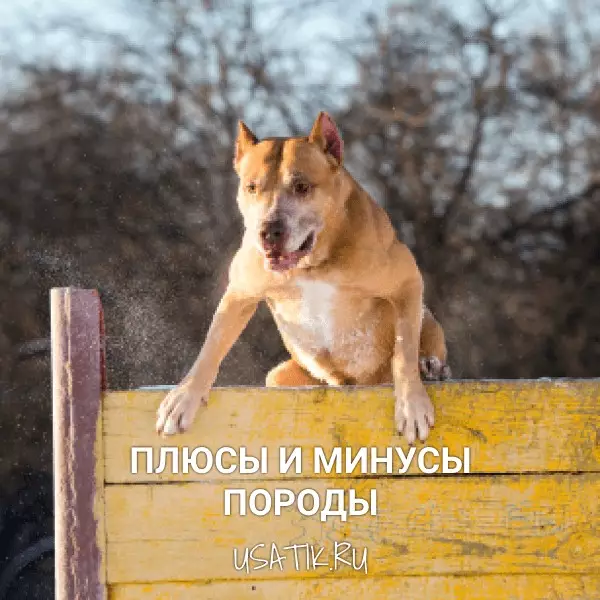Плюсы и минусы американских питбультерьеров