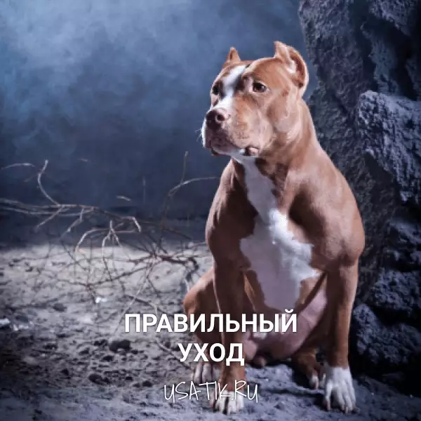 Уход за американскими питбультерьерами