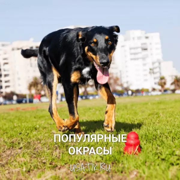Популярные окрасы босеронов