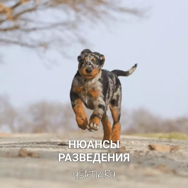 Разведение босеронов