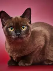 Бурманская кошка