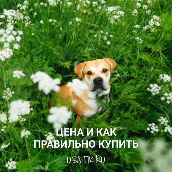 Ка-де-бо - цена и как правильно купить