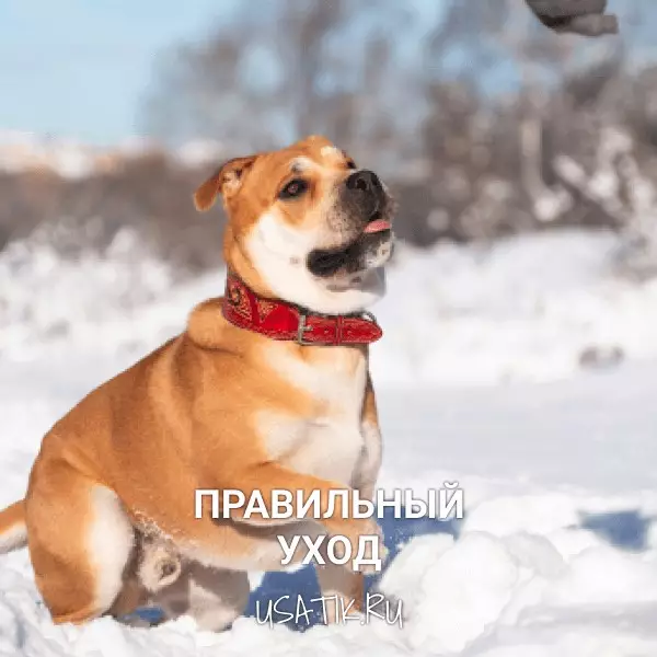 Уход за ка-де-бо