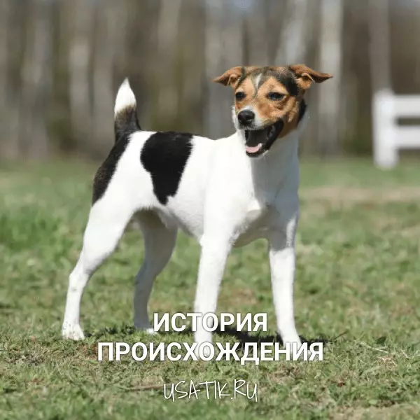 История происхождения парсон рассел терьеров