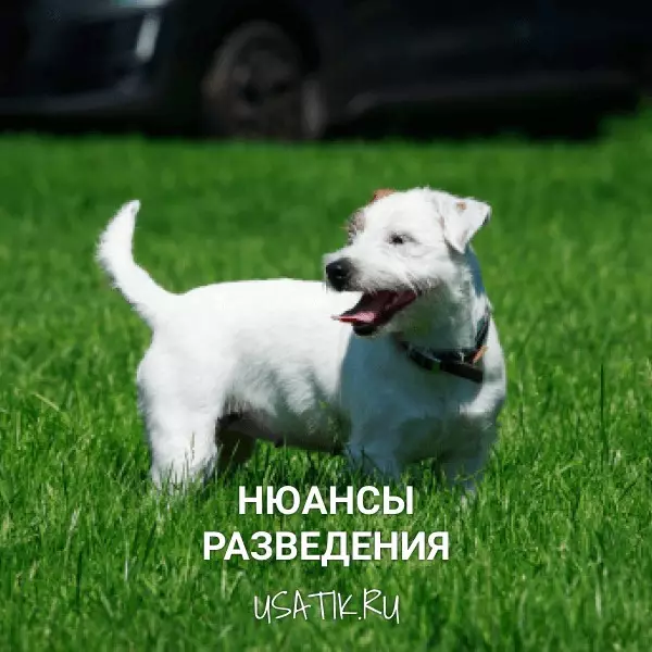 Разведение парсон-рассел-терьеров