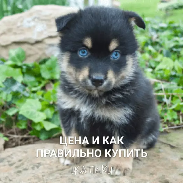 Помски - цена и как правильно купить