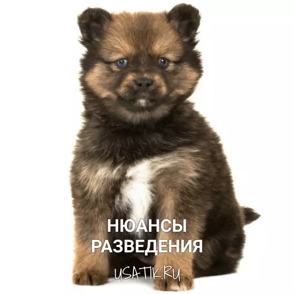 Разведение помски