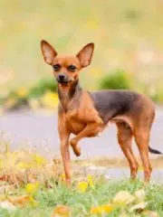Русский той